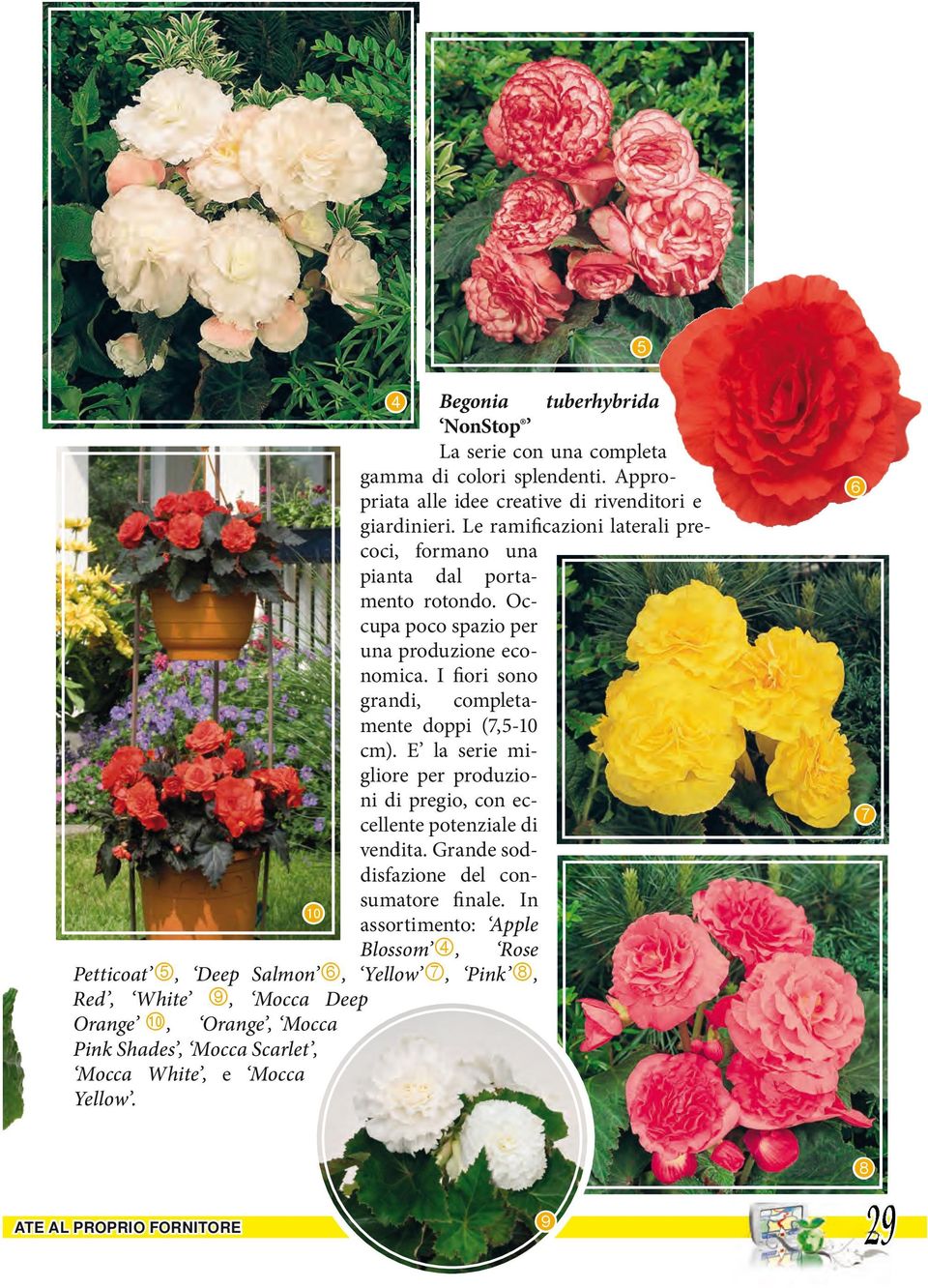 I fiori sono grandi, completamente doppi (7,5-10 cm). E la serie migliore per produzioni di pregio, con eccellente potenziale di vendita.