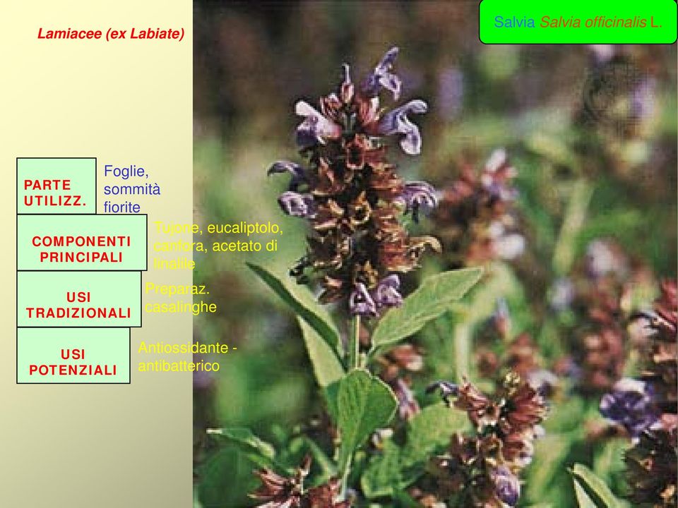 COMPONENTI PRINCIPALI Foglie, sommità fiorite USI