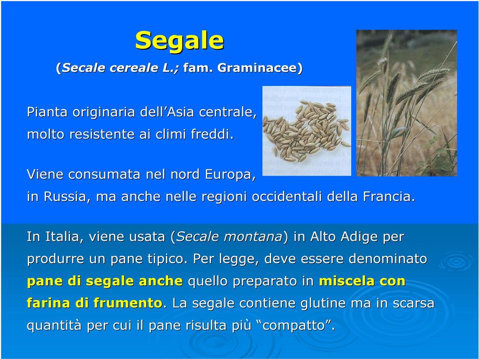 In Italia, viene usata (Secale( montana) ) in Alto Adige per produrre un pane tipico.