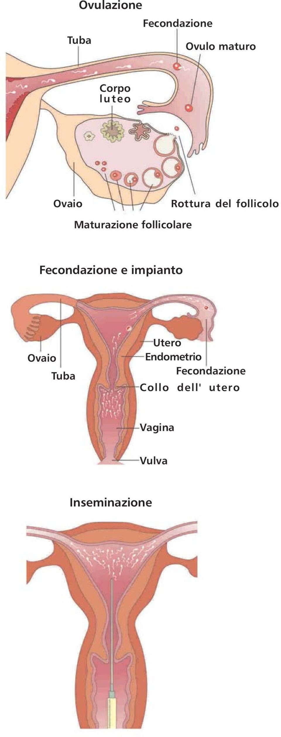 Fecondazione e impianto Ovaio Tuba Utero Endometrio