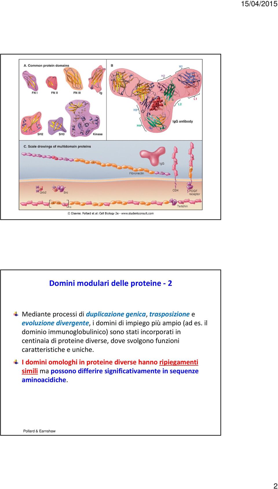 il dominio immunoglobulinico) sono stati incorporati in centinaia di proteine diverse, dove svolgono funzioni