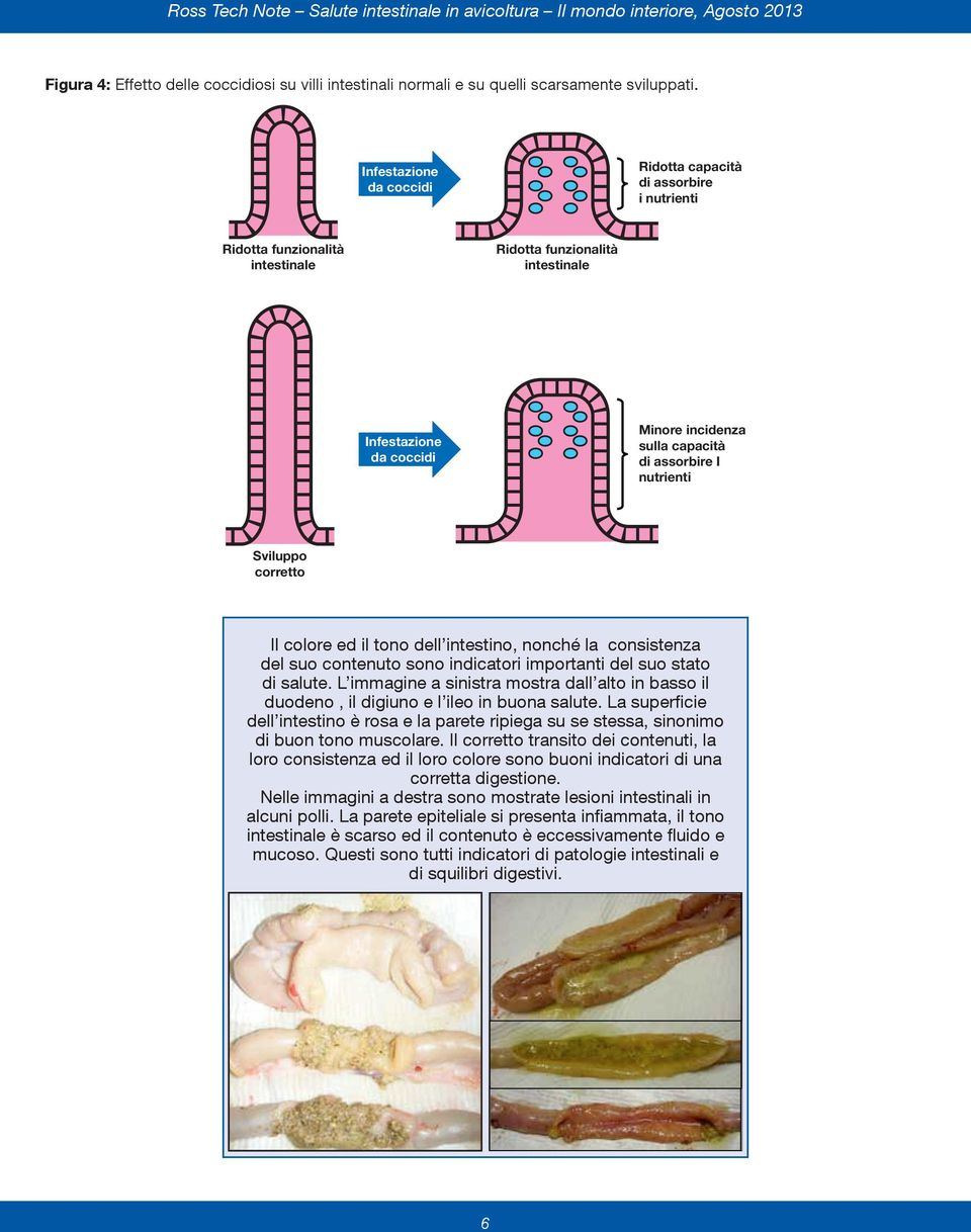 Ridotta funzionalità intestinale Infestazione da coccidi