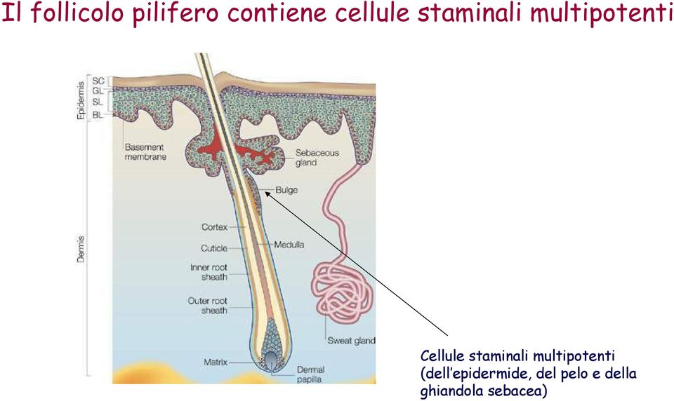 Cellule staminali multipotenti (dell