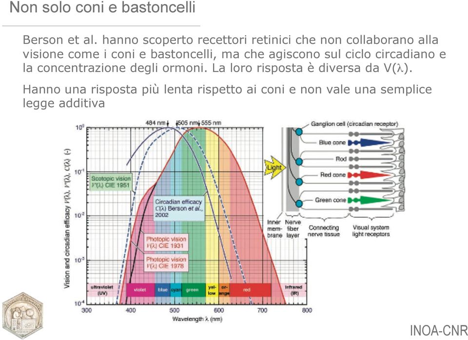 bastoncelli, ma che agiscono sul ciclo circadiano e la concentrazione degli