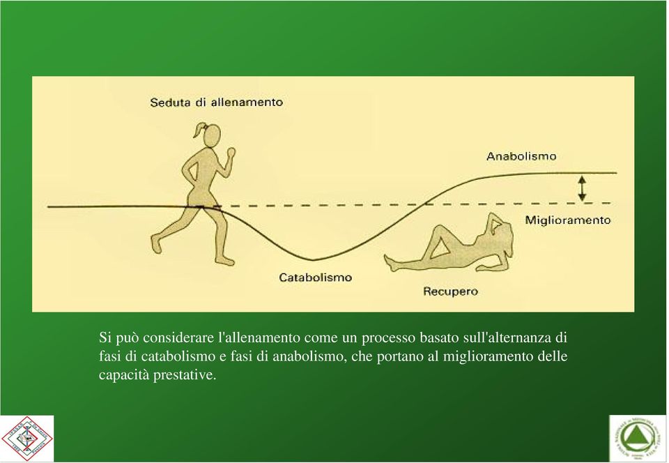 catabolismo e fasi di anabolismo, che