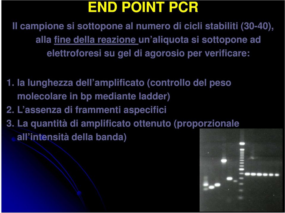 la lunghezza dell amplificato (controllo del peso molecolare in bp mediante ladder) 2.