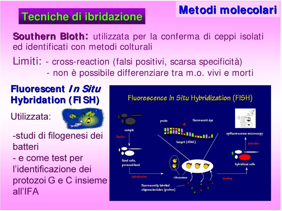 non è possibile differenziare tra m.o. vivi e morti Fluorescent In Situ Hybridation (FISH) Utilizzata: