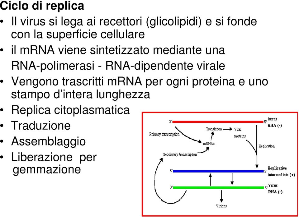 RNA-dipendente virale Vengono trascritti mrna per ogni proteina e uno stampo d