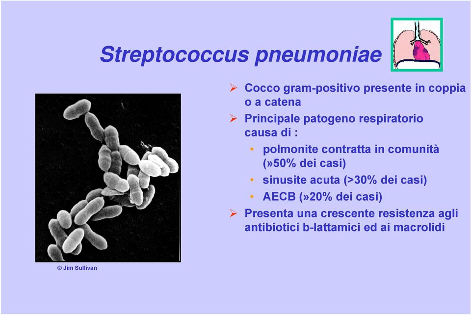 (»50% dei casi) sinusite acuta (>30% dei casi) AECB (»20% dei casi) Presenta