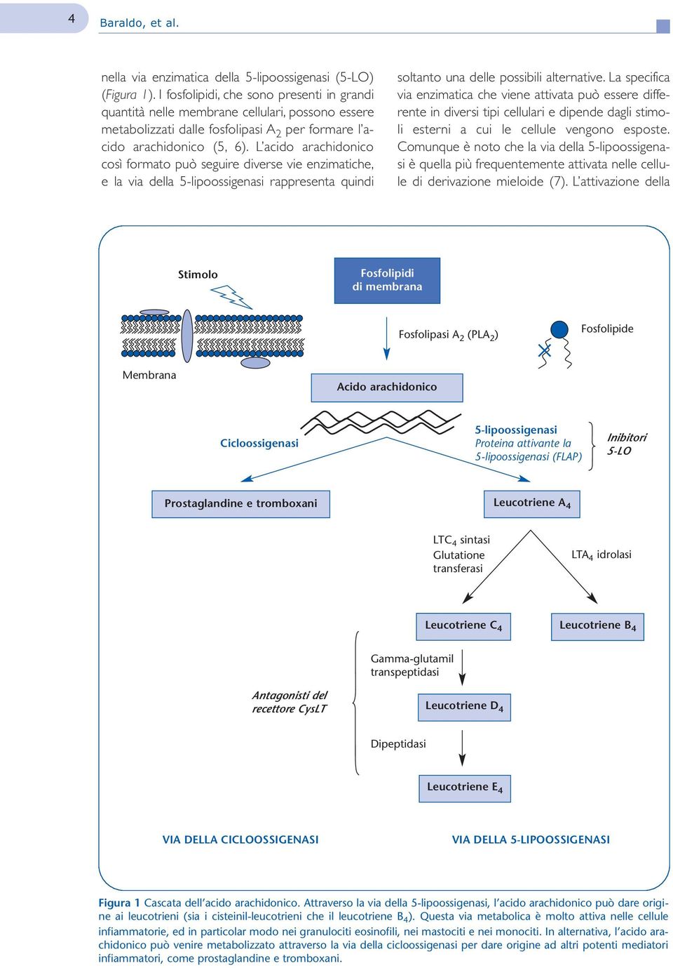 L acido arachidonico così formato può seguire diverse vie enzimatiche, e la via della 5-lipoossigenasi rappresenta quindi soltanto una delle possibili alternative.