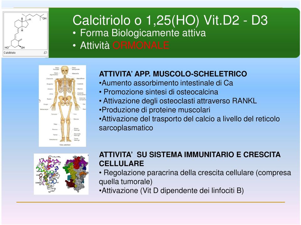 attraverso RANKL Produzione di proteine muscolari Attivazione del trasporto del calcio a livello del reticolo sarcoplasmatico