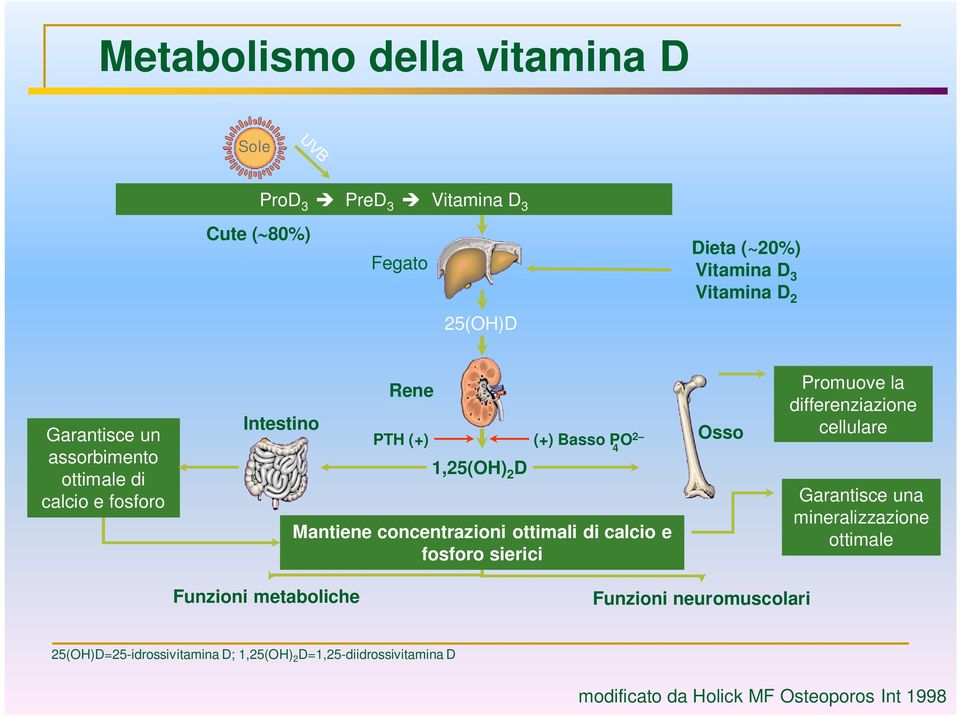 ottimali di calcio e fosforo sierici Osso Promuove la differenziazione cellulare Garantisce una mineralizzazione ottimale Funzioni