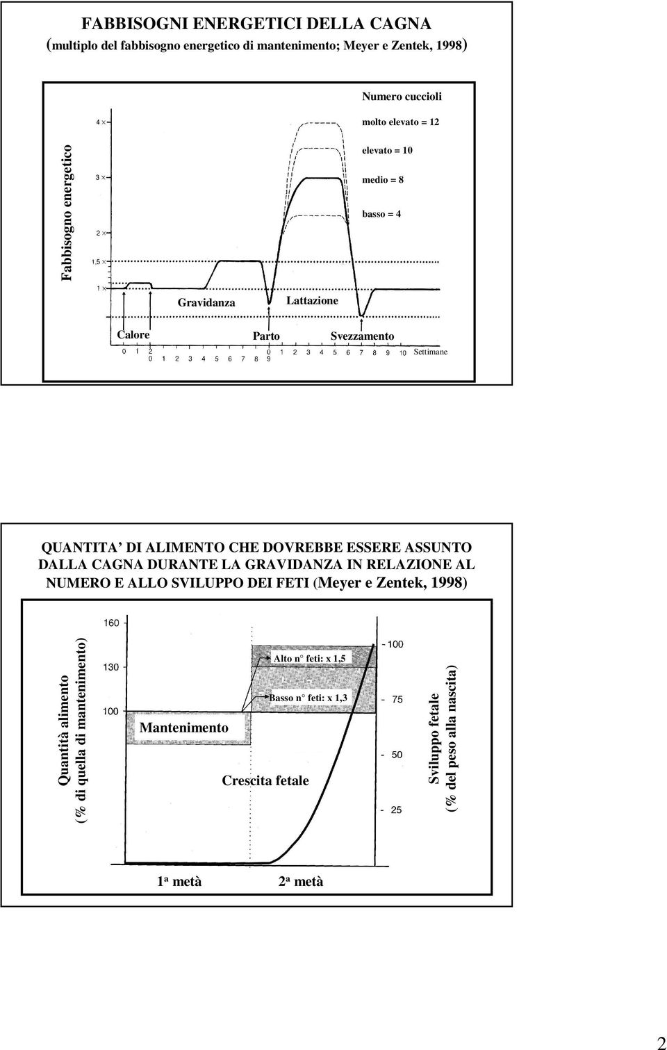 ESSERE ASSUNTO DALLA CAGNA DURANTE LA GRAVIDANZA IN RELAZIONE AL NUMERO E ALLO SVILUPPO DEI FETI (Meyer e Zentek, 1998) Quantità alimento (% di