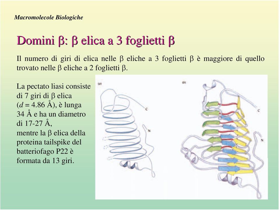 La pectato liasi consiste di 7 giri di β elica (d = 4.