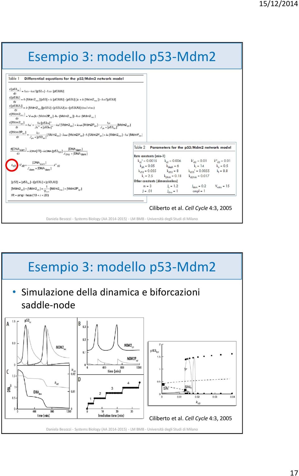 p53-mdm2 Simulazione della dinamica e