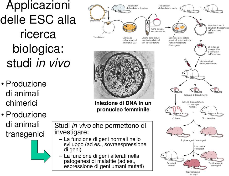 transgenici investigare: La funzione di geni normali nello sviluppo (ad es.