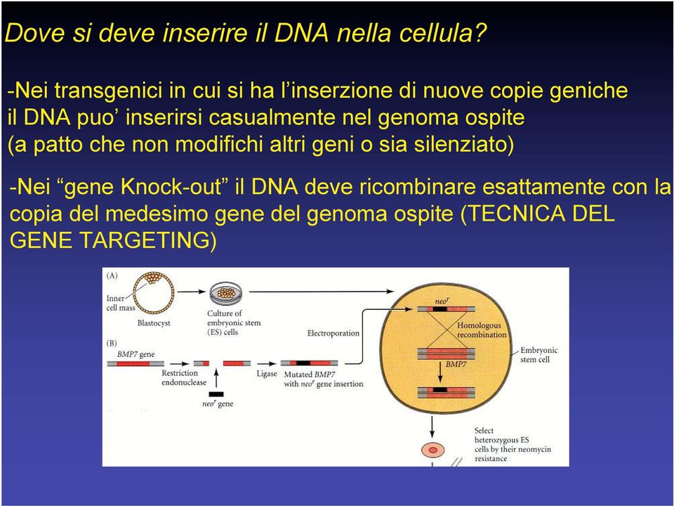 casualmente nel genoma ospite (a patto che non modifichi altri geni o sia silenziato)