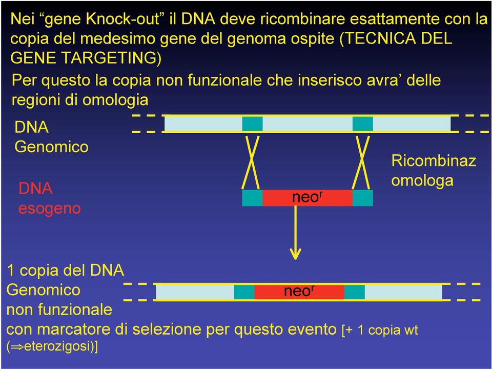 avra delle regioni di omologia DNA Genomico DNA esogeno neo r Ricombinaz omologa 1 copia del