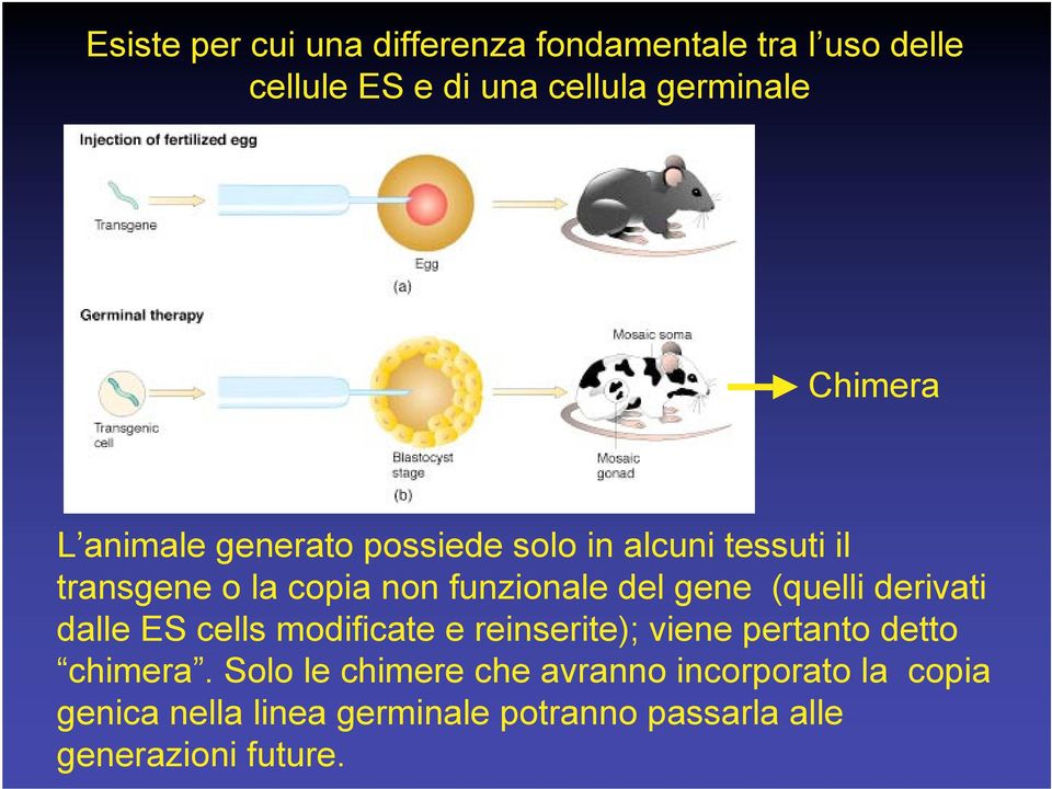 gene (quelli derivati dalle ES cells modificate e reinserite); viene pertanto detto chimera.