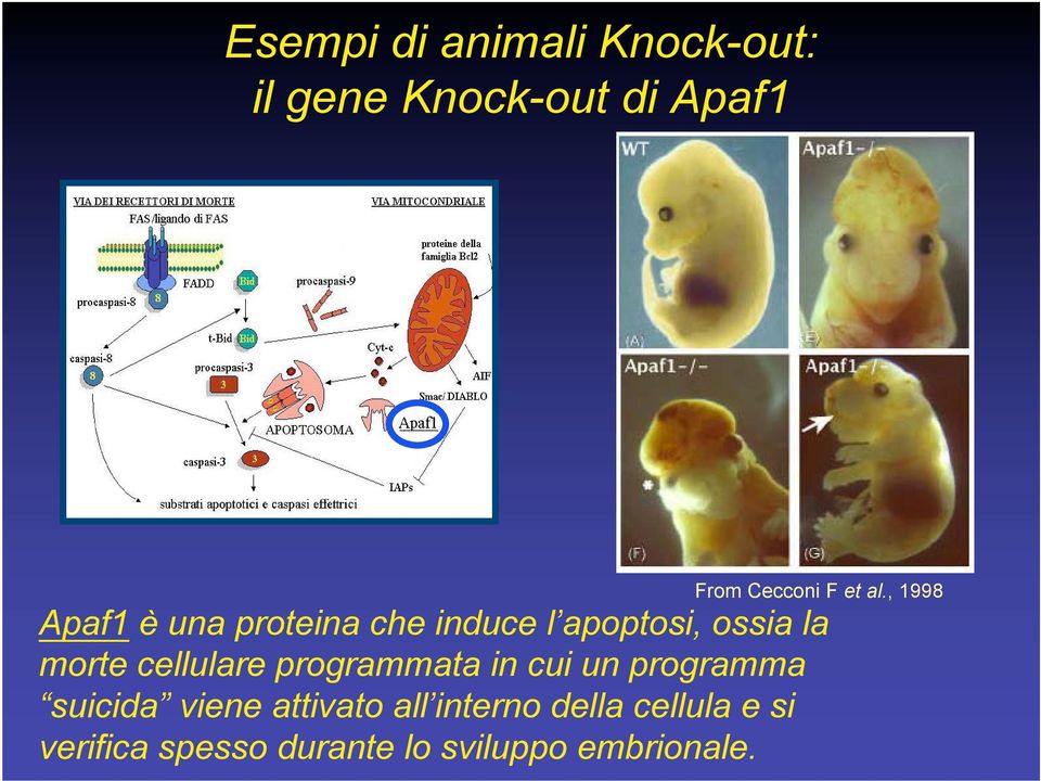 , 1998 Apaf1 è una proteina che induce l apoptosi, ossia la morte