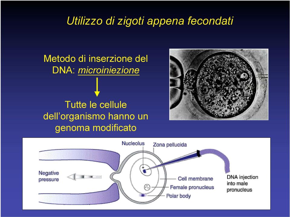 DNA: microiniezione Tutte le