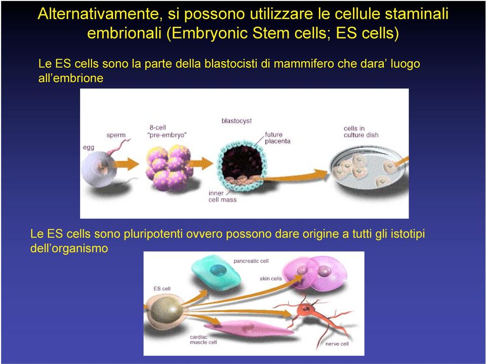 della blastocisti di mammifero che dara luogo all embrione Le ES cells