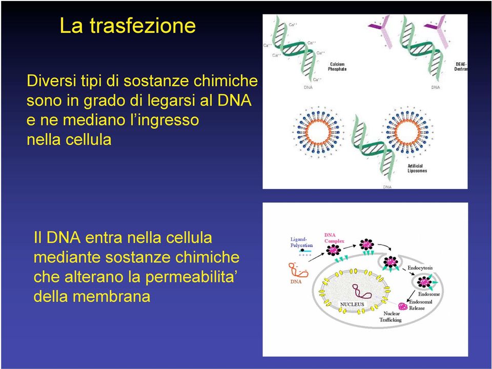 nella cellula Il DNA entra nella cellula mediante