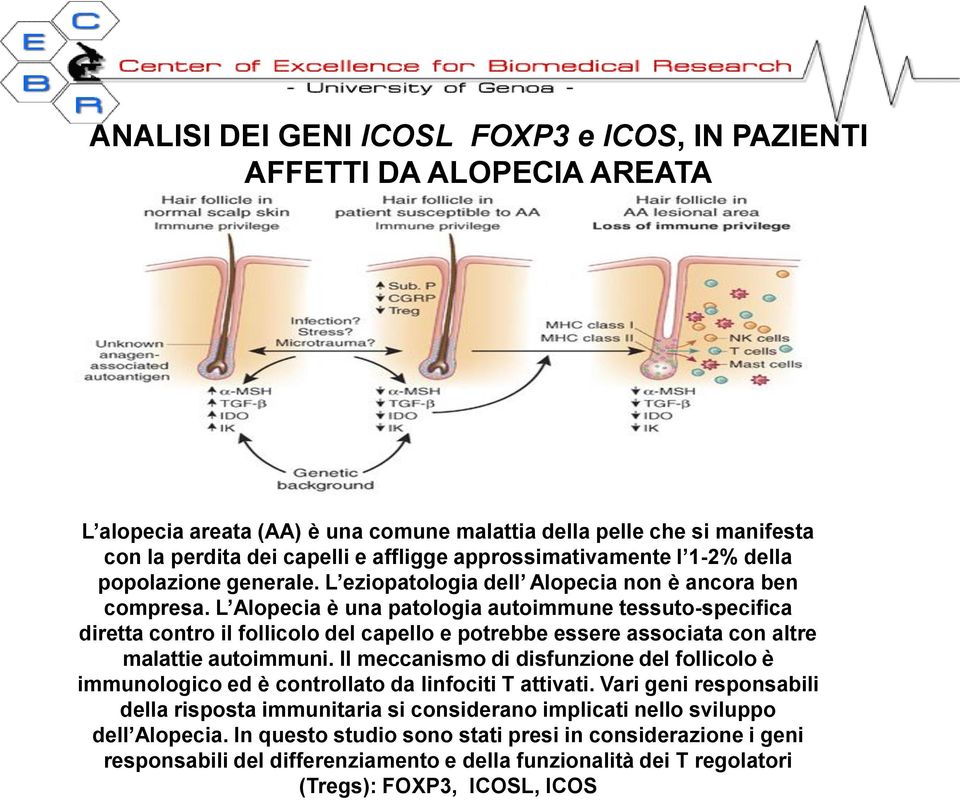 L Alopecia è una patologia autoimmune tessuto-specifica diretta contro il follicolo del capello e potrebbe essere associata con altre malattie autoimmuni.