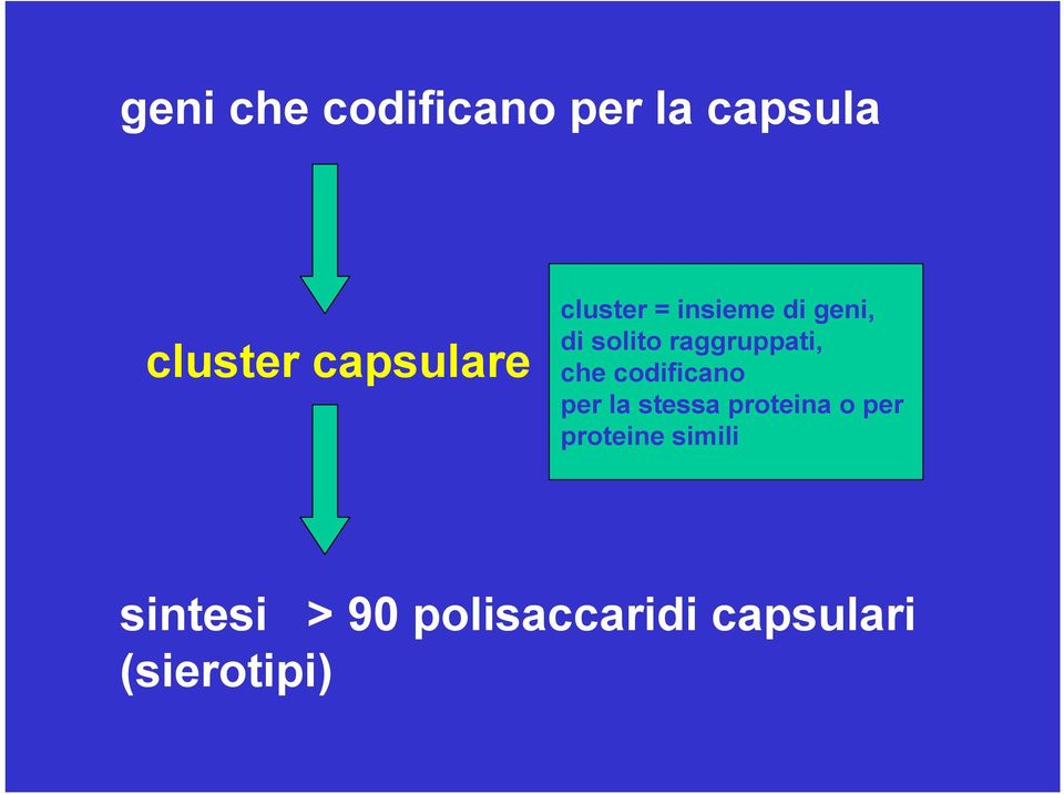 che codificano per la stessa proteina o per proteine