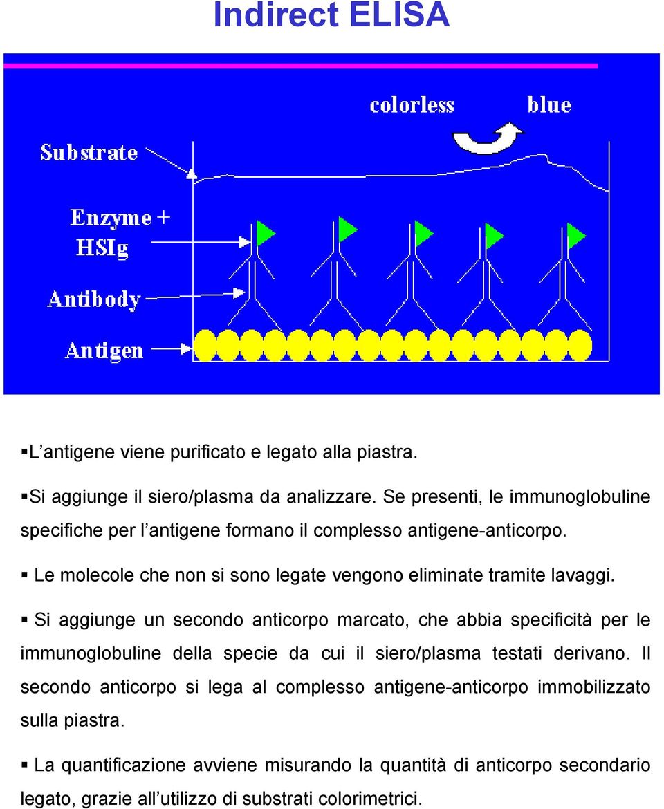 Le molecole che non si sono legate vengono eliminate tramite lavaggi.