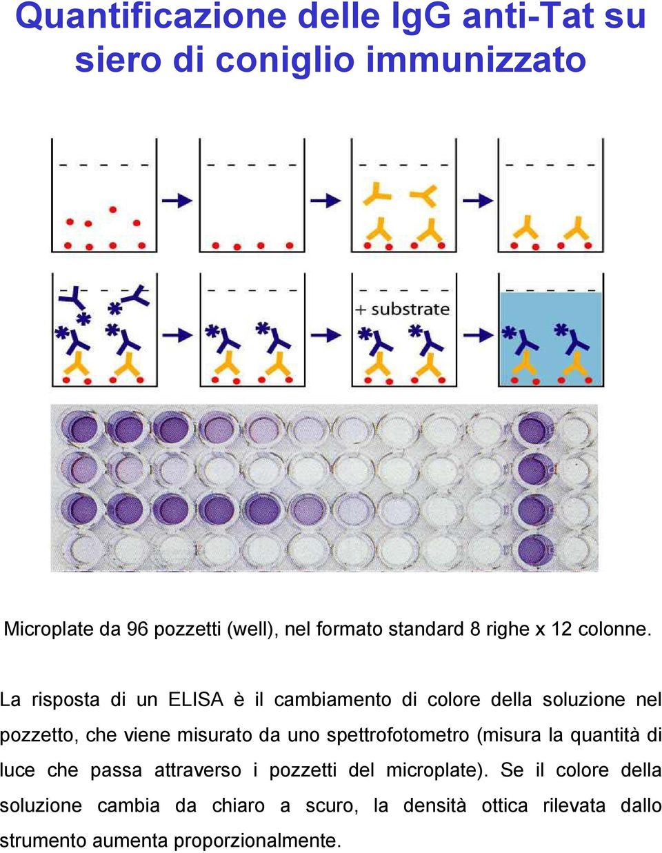 La risposta di un ELISA è il cambiamento di colore della soluzione nel pozzetto, che viene misurato da uno