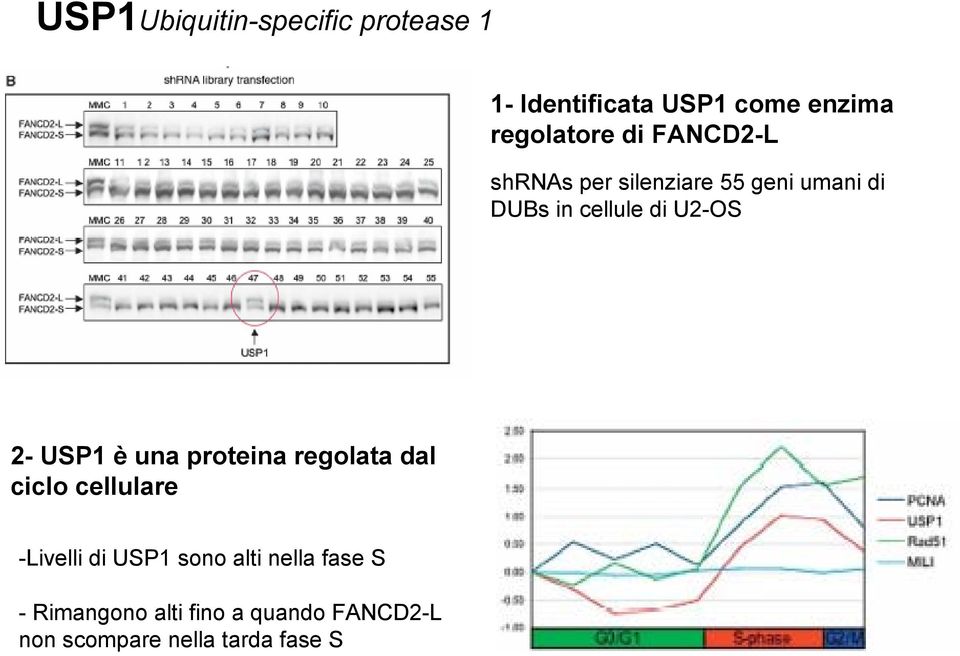 USP1 è una proteina regolata dal ciclo cellulare -Livelli di USP1 sono alti