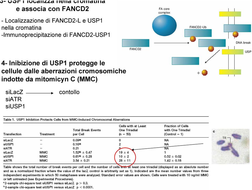 -Immunoprecipitazione di FANCD2-USP1 4- Inibizione di USP1 protegge