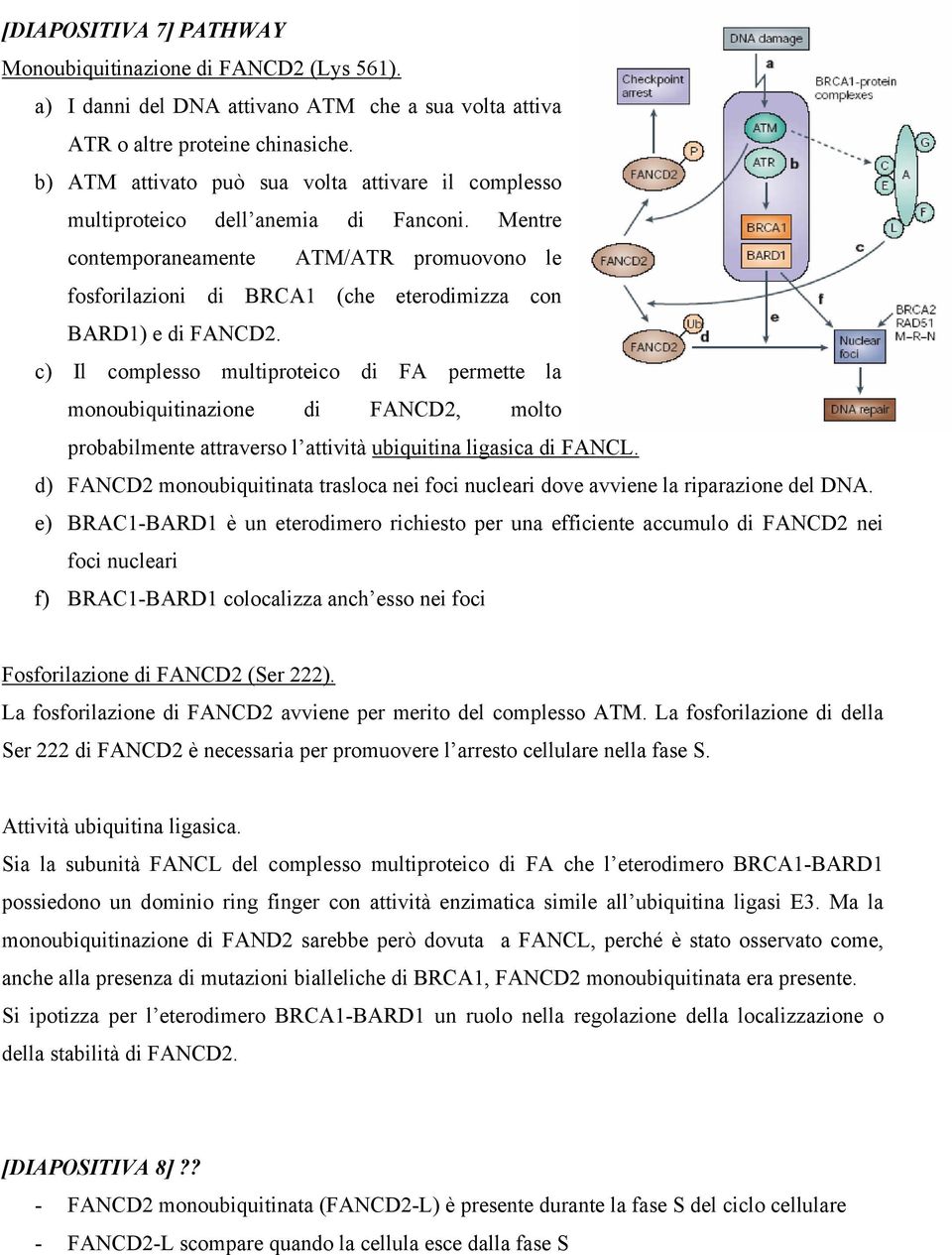 Mentre contemporaneamente ATM/ATR promuovono le fosforilazioni di BRCA1 (che eterodimizza con BARD1) e di FANCD2.