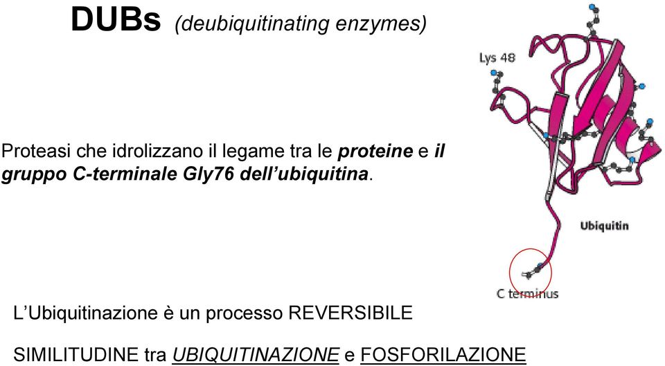 C-terminale Gly76 dell ubiquitina.
