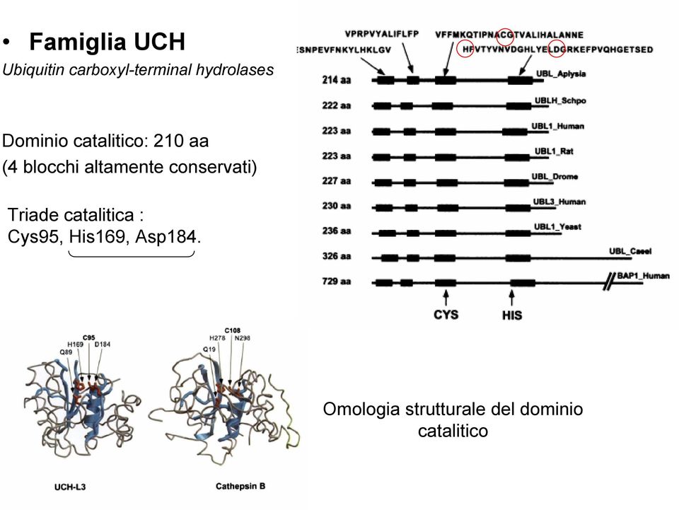 altamente conservati) Triade catalitica : Cys95,