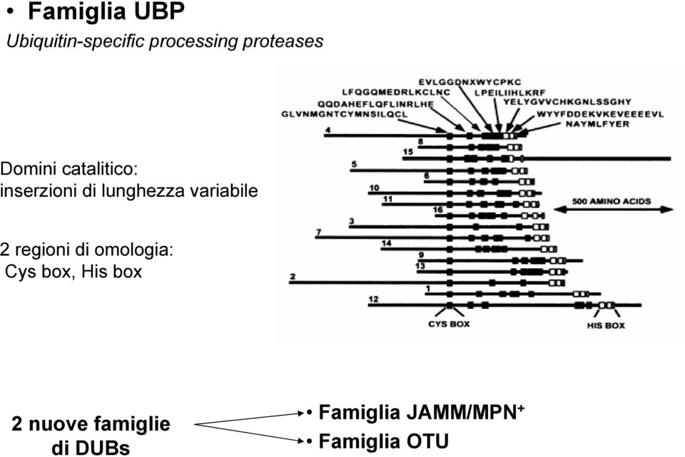 lunghezza variabile 2 regioni di omologia: Cys