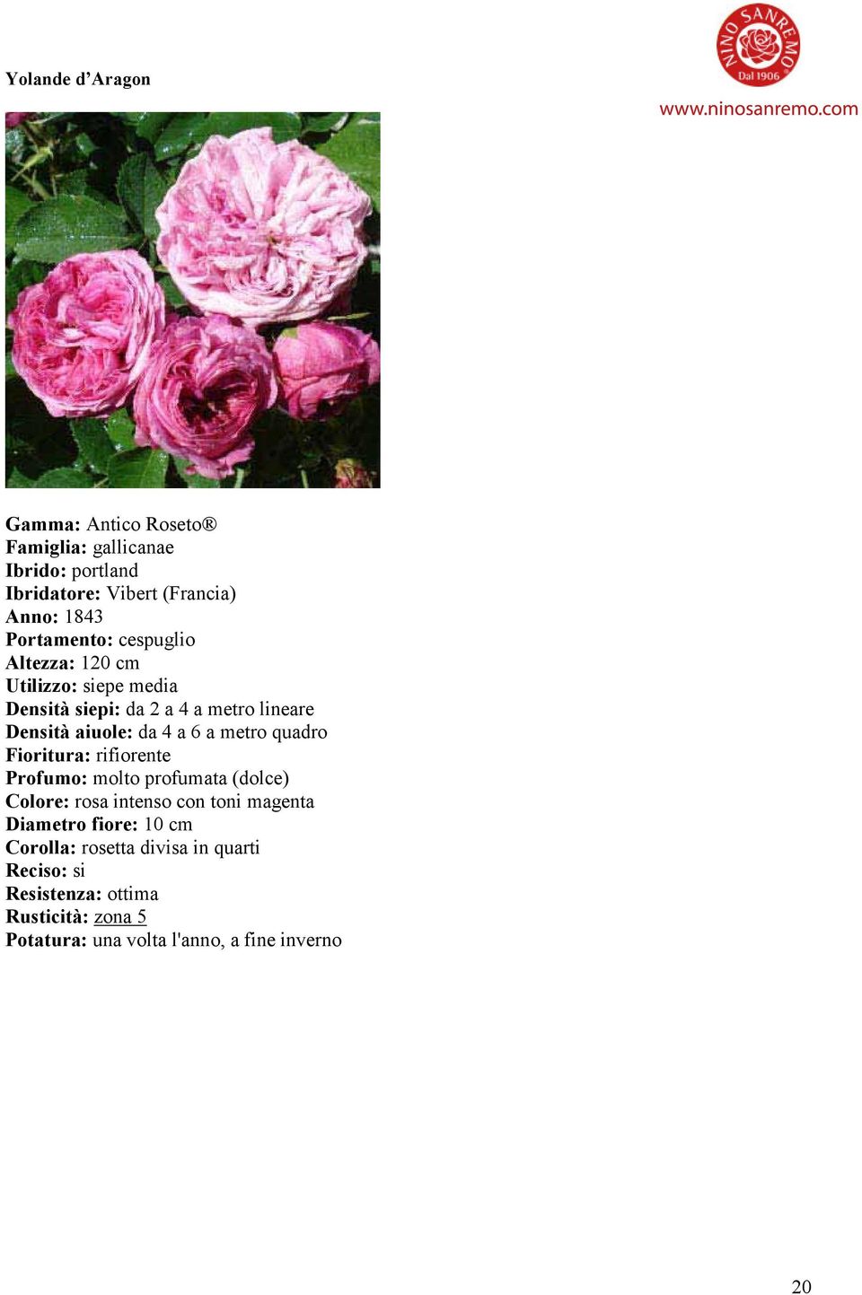 (dolce) Colore: rosa intenso con toni magenta Diametro fiore: 10 cm Corolla: rosetta divisa