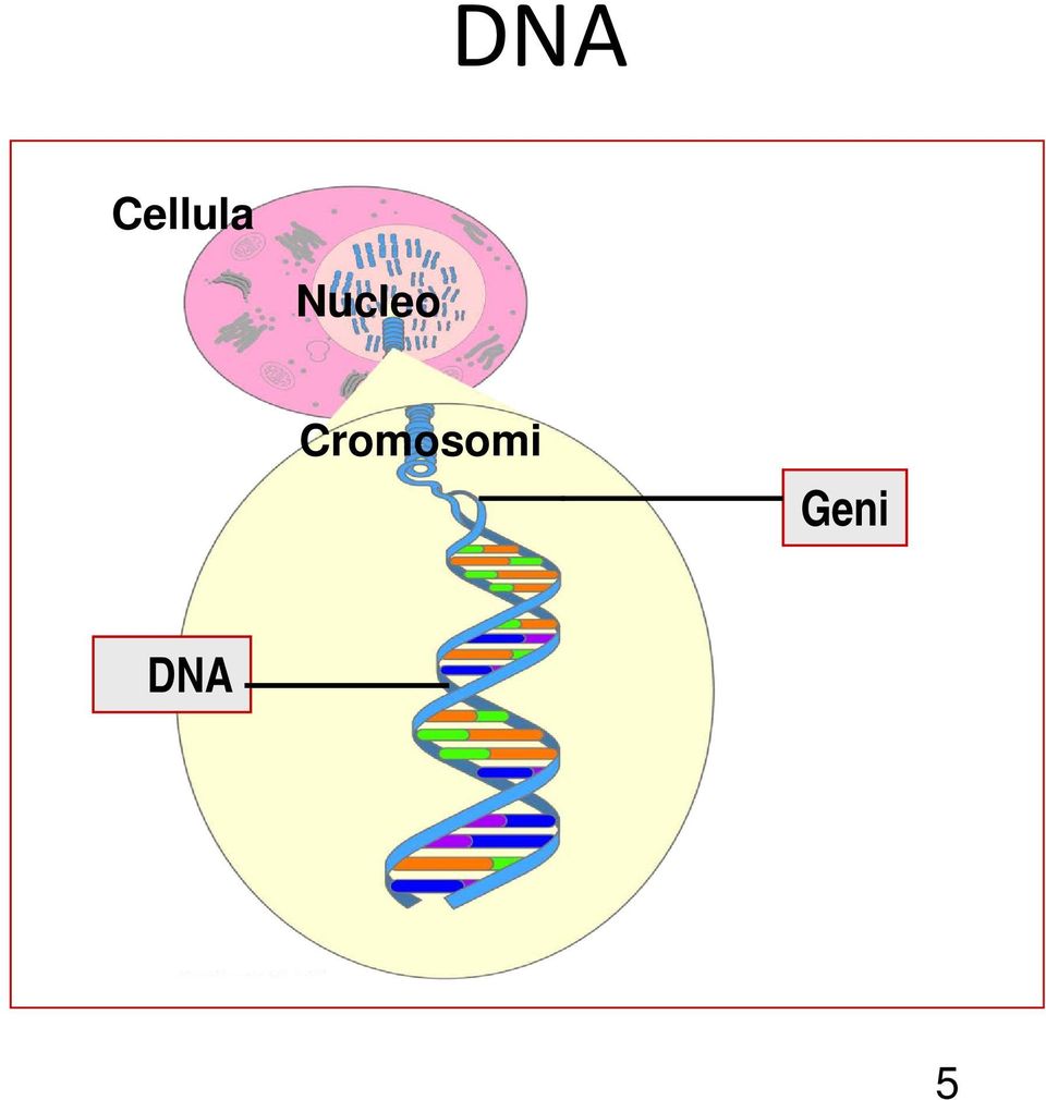 Nucleo