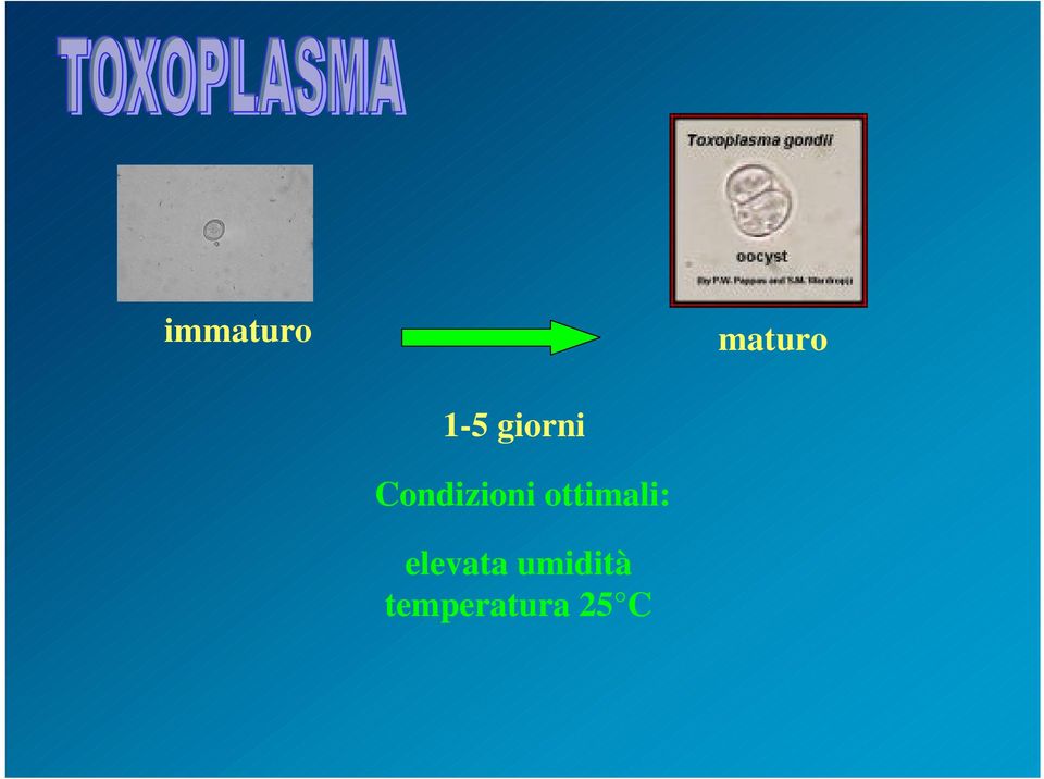 ottimali: elevata