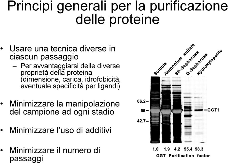 (dimensione, carica, idrofobicità, eventuale specificità per ligandi) Minimizzare la