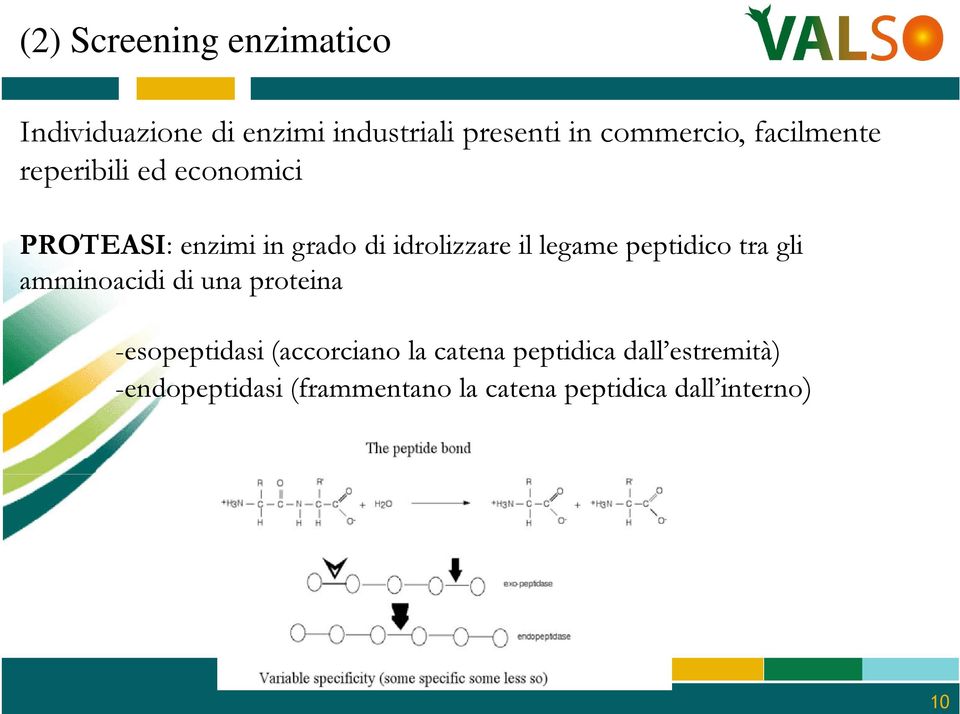 idrolizzare il legame peptidico tra gli amminoacidi di una proteina -esopeptidasi