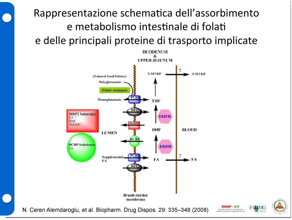 principali proteine di trasporto implicate N.