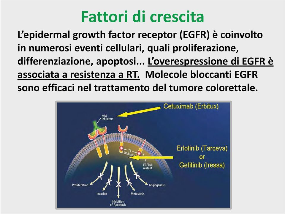 differenziazione, apoptosi.