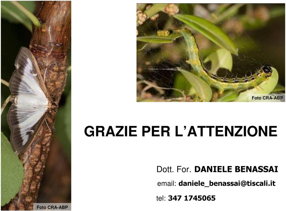 DANIELE BENASSAI email: