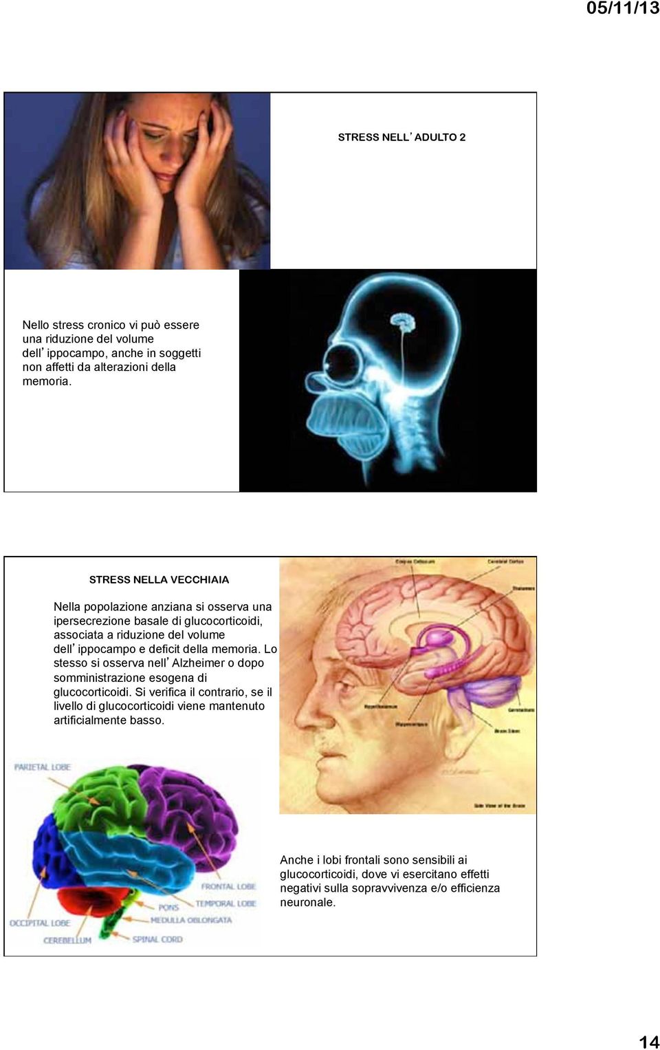 della memoria. Lo stesso si osserva nell Alzheimer o dopo somministrazione esogena di glucocorticoidi.