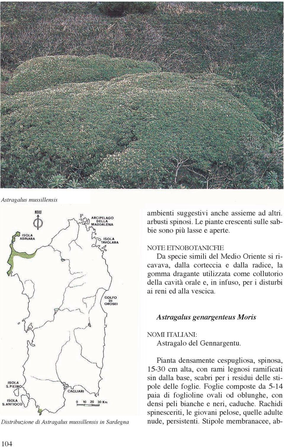 reni ed alla vescica. Astragalus genargenteus Moris NOMI ITALIANI: Astragalo del Gennargentu.