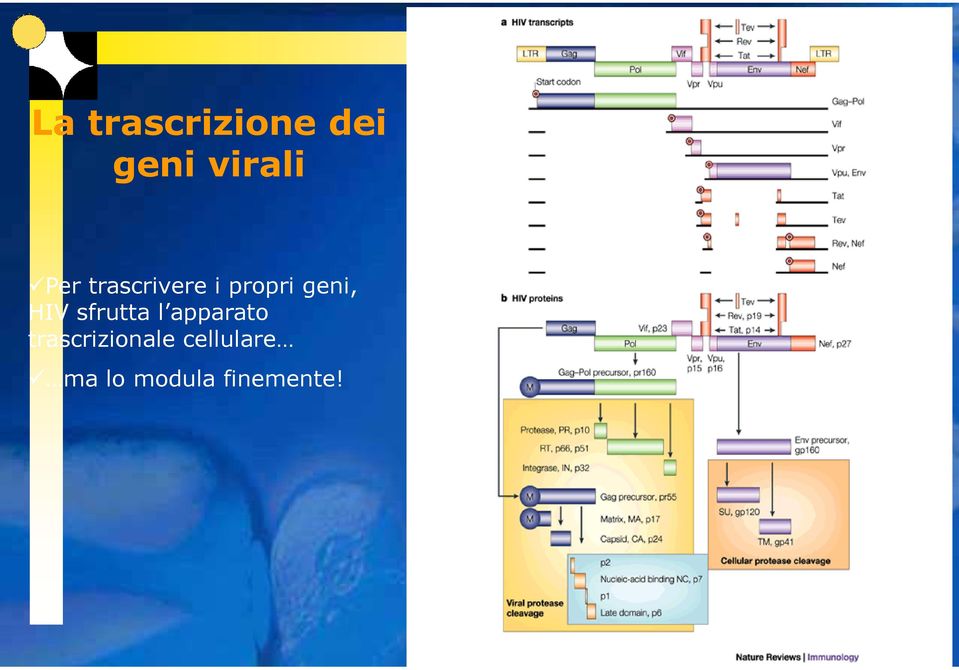 HIV sfrutta l apparato