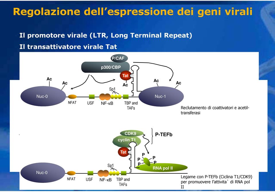 P-TEFb TAR nuc-2-400 -300-200 -100 cyclin +1 T1 +100 +200 +300 +400 B Reclutamento di coattivatori e acetiltransferasi Nuc-0 NFAT Regione modulatoria