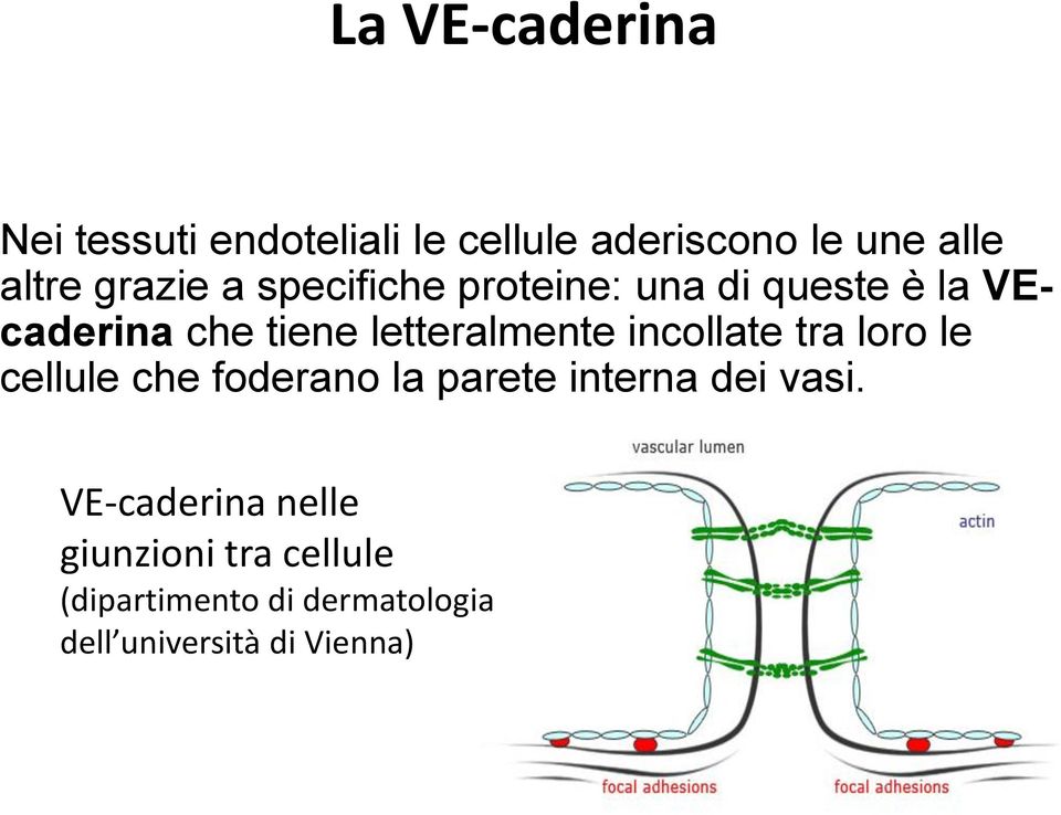 letteralmente incollate tra loro le cellule che foderano la parete interna dei